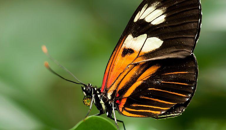 Evolution in the Genome: Studying Brightly-Coloured Tropical Butterflies to Understand Evolution and Speciation