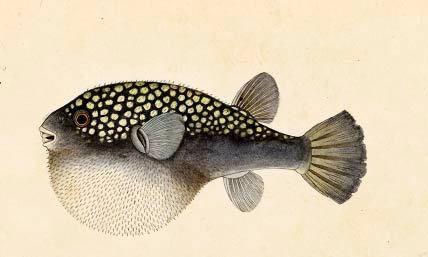 Francis Hamilton’s Gangetic Fishes – An Ichthyological Masterpiece ahead of its Time