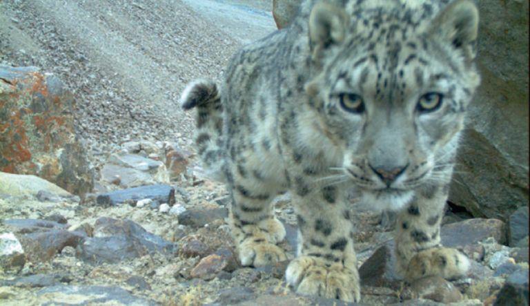 The Snow Leopard Project and other Adventures in Warzone Conservation