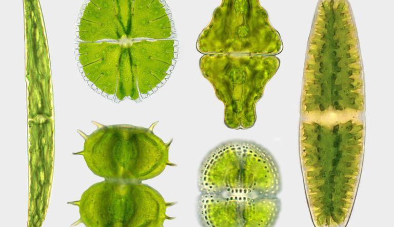 Desmid algae: Jewels in the Bog