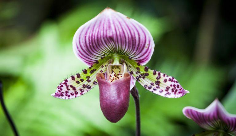 7th International Orchid Conservation Congress