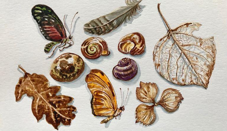Drawing a Nature Collection