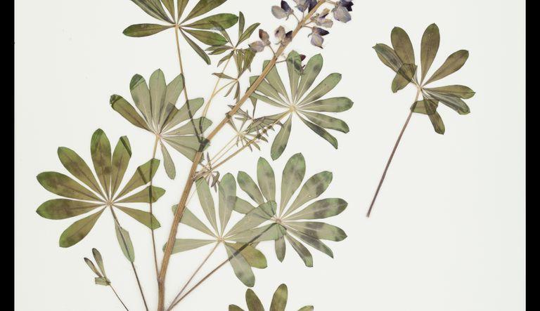 Herbaria: Collectively Saving Plant and Fungal Biodiversity