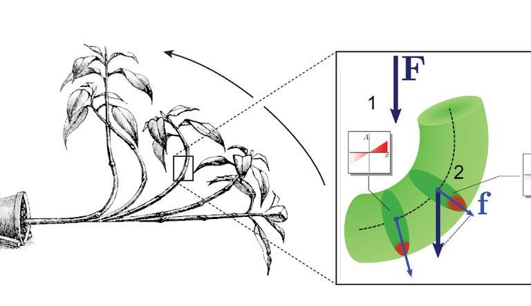 Movements and habits of plants and axons: A unified theory of tropism and taxis