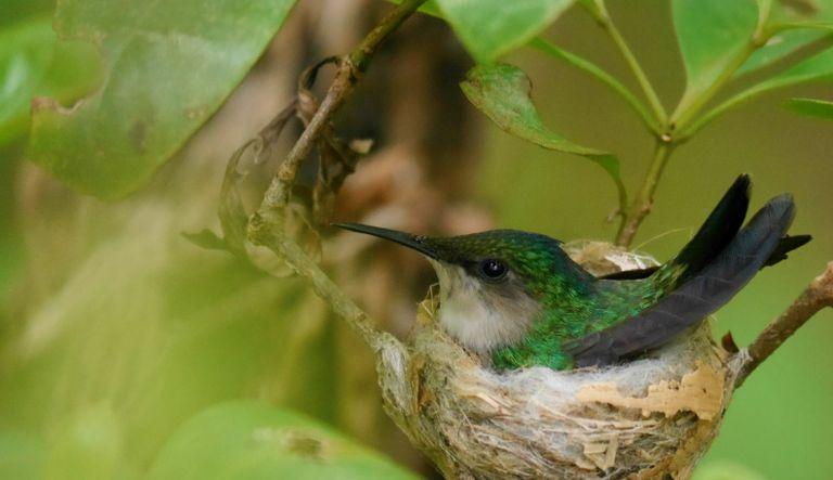Challenges and opportunities for Caribbean endemic bird conservation
