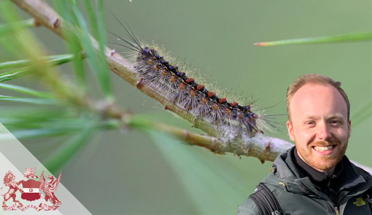 Is Timing Everything and How Can Spring-feeding Caterpillars Get it Right?