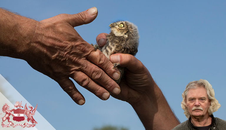 The Little Owl: Small But Brave