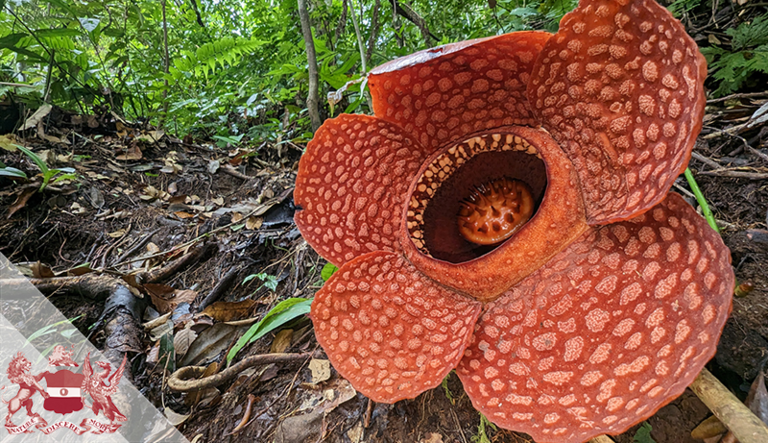 Pathless Forest | The Quest To Save The World’s Largest Flowers