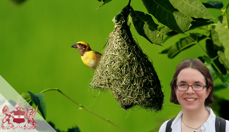 What Can Bird Nests Teach us About Evolution?