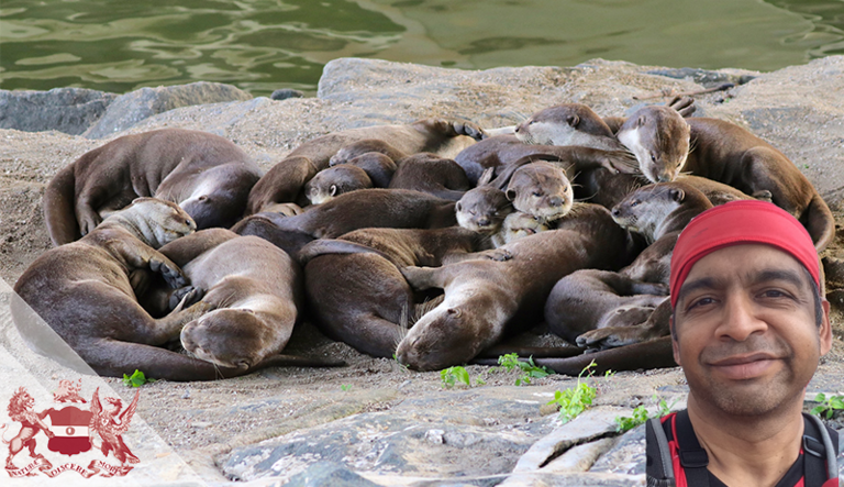 The Return of the Smooth-Coated Otter to Singapore